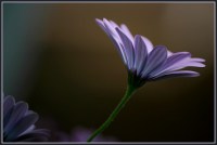 BLOG-DSC_6237-marguerite bleue