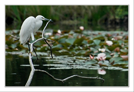 BLOG-DSC_6826-aigrette garzette & nénuphars BLOG-DSC_6826-aigrette garzette & nénuphars