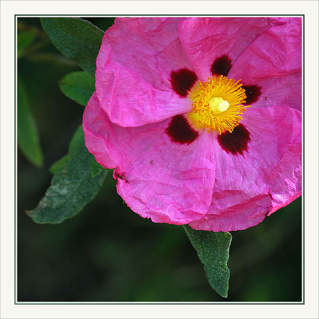 BLOG-DSC_6860-froissée et déchirée