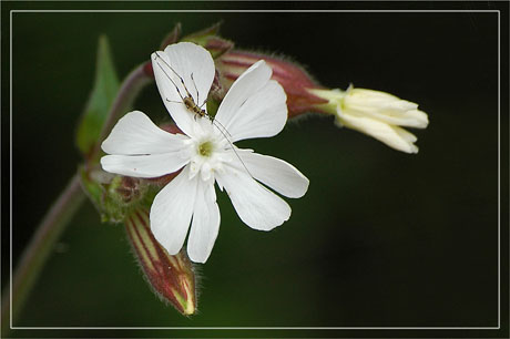 BLOG-DSC_6992-fleur blanche & insecte 2