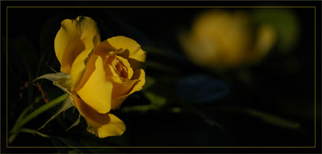 BLOG-DSC_7092-rose jaune