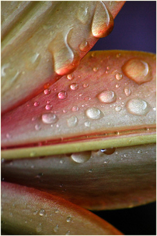 BLOG-DSC_7125-lys et gouttes de pluie