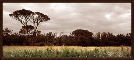 BLOG-DSC_7289-pin de Certes sépia-couleur