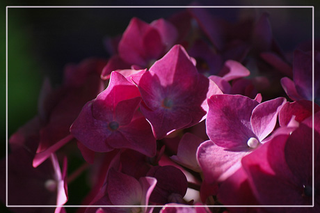 BLOG-DSC_7308-détail hortensia rose vif