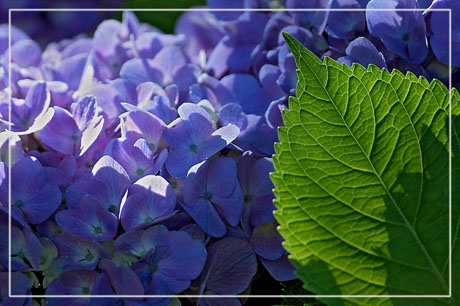 BLOG-DSC_7310-feuille & hortensia bleu
