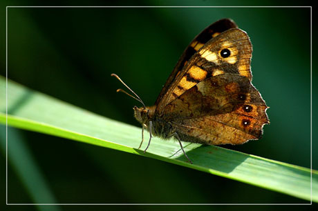 BLOG-DSC_7372-papillon