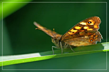 BLOG-DSC_7375-papillon ailes déployées