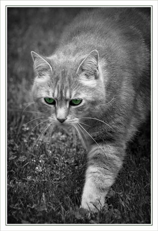 BLOG-DSC_7825-chasse Grizzli