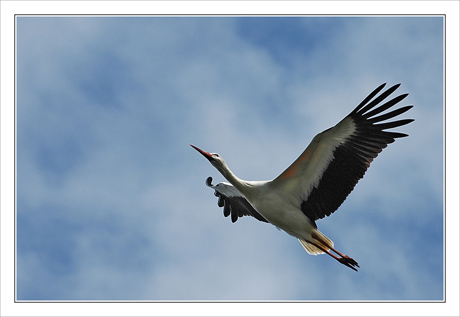 BLOG-DSC_8279-vol cigogne