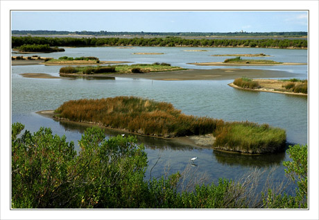 BLOG-DSC_8426-étang nord & Audenge