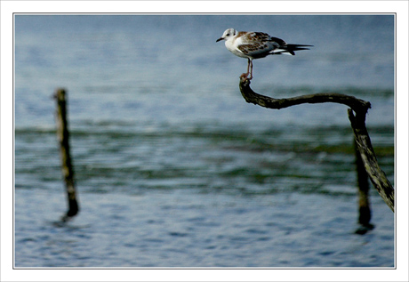 BLOG-DSC_8472-mouette