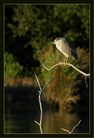 BLOG-DSC_8524-bihoreau visite du soir 2