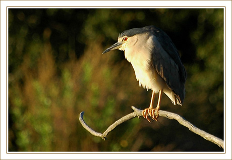 BLOG-DSC_8537-bihoreau visite guidée du soir