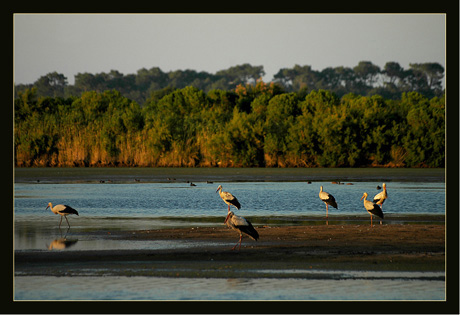 BLOG-DSC_8558-cigognes sur plan d'eau le soir 2