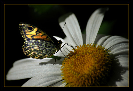 BLOG-DSC_8645-papillon sur marguerite