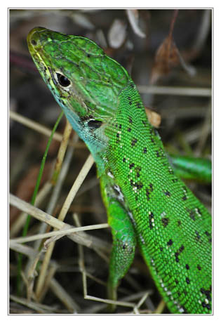 BLOG-DSC_8662-lézard vert