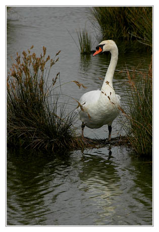 BLOG-DSC_8693-cygne curieux Audenge