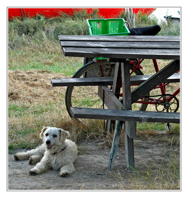 BLOG-DSC_8710-chien et vélo pêcheur