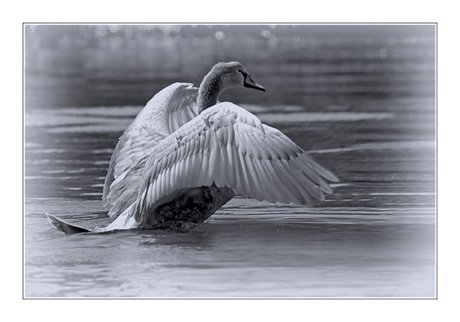 BLOG-DSC_8782-jeune cygne