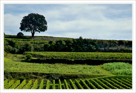 BLOG-DSC_9338-rec-arbre & vignes