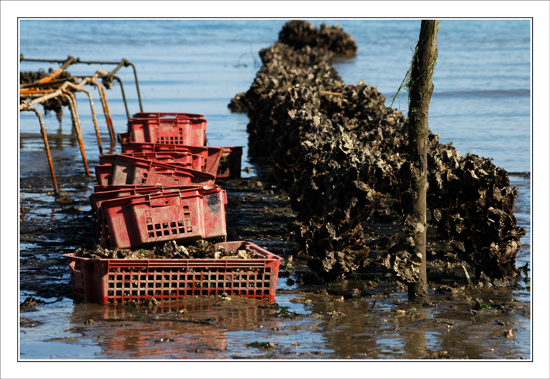 BLOG-DSC_9796-collecteur à lamelles & parcs