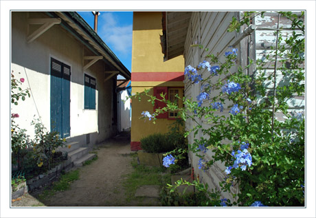 BLOG-DSC_9962-plumbago & maisons