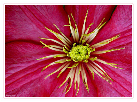 BLOG-Img_0252 - coeur clématite