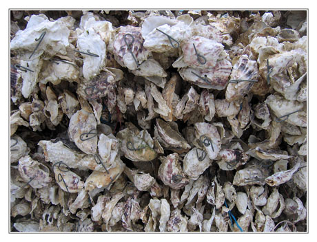 BLOG-IMG_0303-collecteur en coquilles