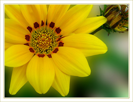 BLOG-Img_0350-coeur de gazania