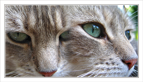 BLOG-Img_0676-0677-Grizzli 2 têtes