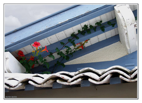 BLOG-IMG_0971-toit bignone Hortense Cap-Ferret