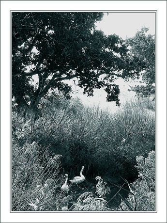 BLOG-IMG_1184-cygnes plaines du Teich BLOG-IMG_1184-cygnes plaines du Teich