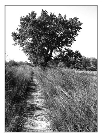 BLOG-IMG_1186-sentier des plaines du Teich BLOG-IMG_1186-sentier des plaines du Teich