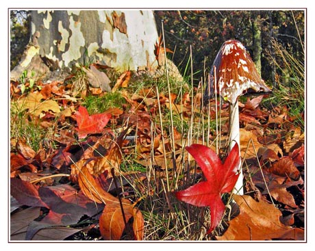 BLOG-Img_1943-champignon forêt Malakoff