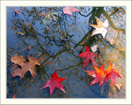 BLOG-Img_1947-flaque forêt Malakoff