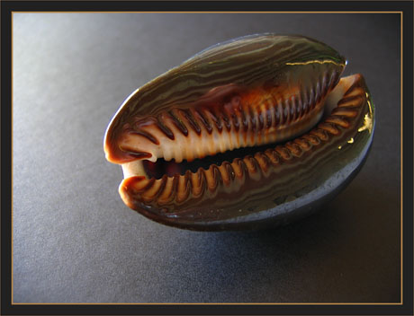 BLOG-IMG_7365-coquillage grain de café