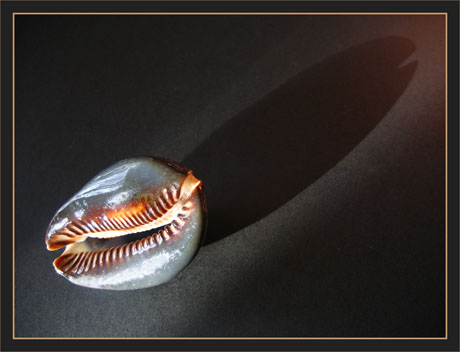 BLOG-IMG_7371-ombre coquillage