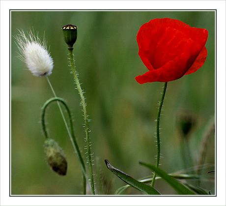CP-DSC_6867-REC-coquelicot