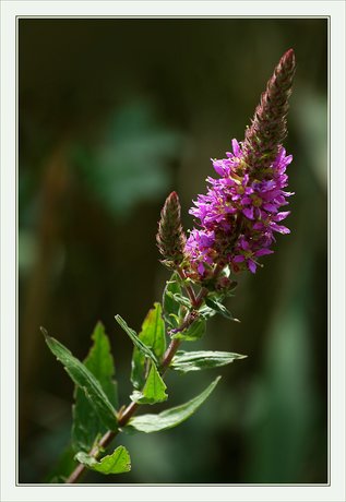 CP-DSC_8327-épi mauve