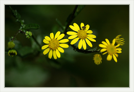 CP-DSC_8356-fleurs jaunes INV