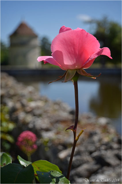 BLOG-DSC_28566-rose chateau la Brède