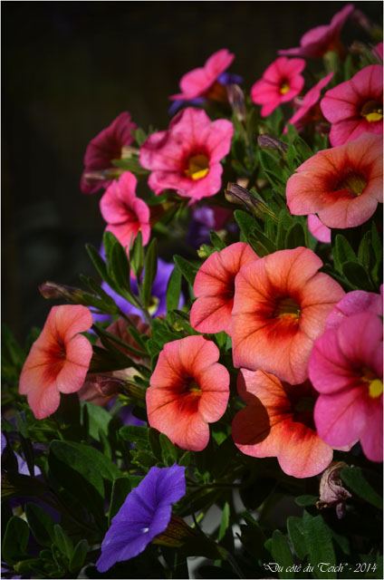 BLOG-DSC_27995-pétunias million bells