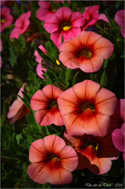 BLOG-DSC_27998-pétunias million bells