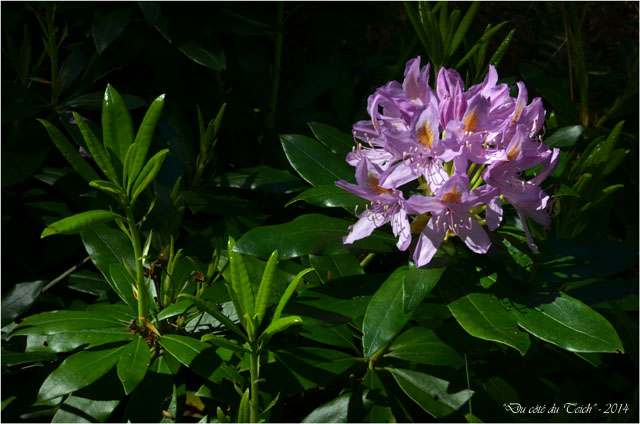 BLOG-DSC_28067-rhododendron domaine de Grenade
