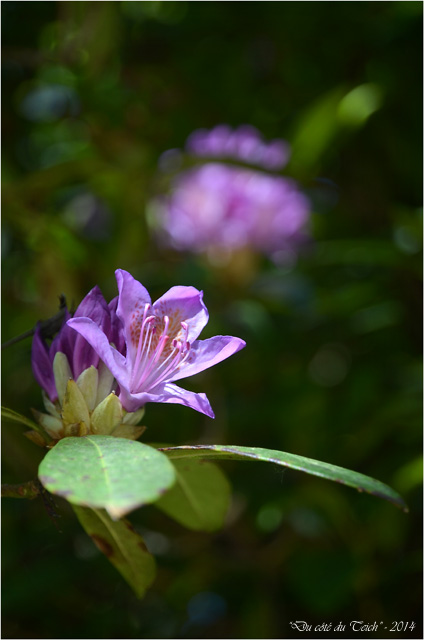 BLOG-DSC_28366-rhododendron domaine de Grenade