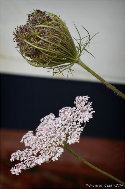 BLOG-DSC_29449-2-ombellifères et coque Yvonne