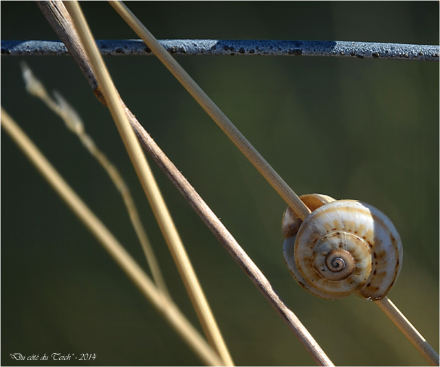 BLOG-DSC_29595-rec-escargot et grillage