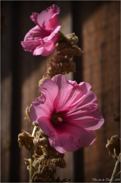 BLOG-DSC_30104-rose trémière village de l'Herbe