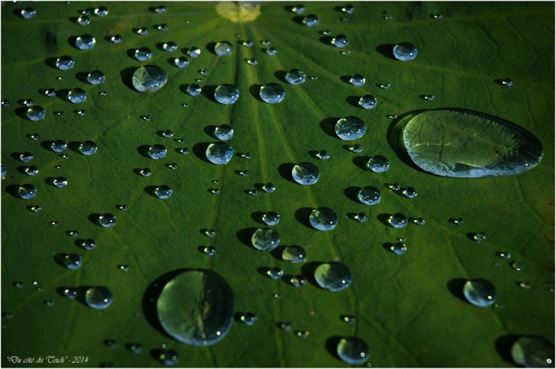 BLOG-DSC_2394-gouttes de pluie feuille lotus