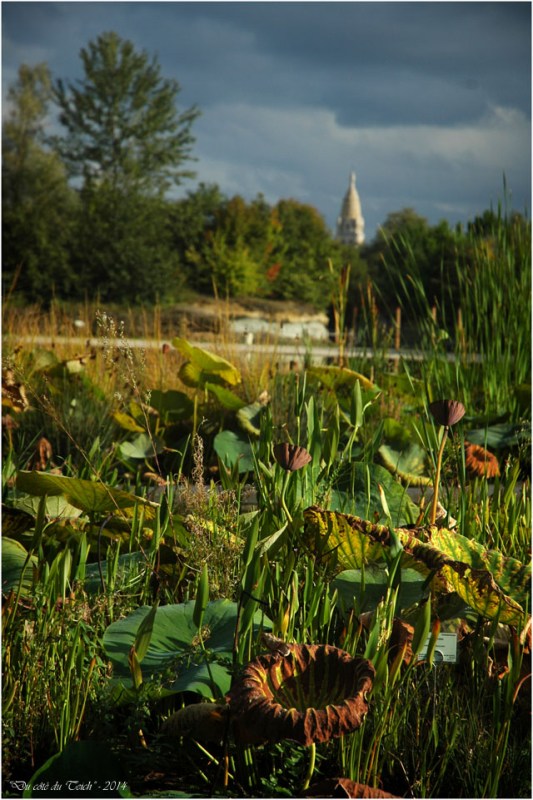 BLOG-DSC_2398-plantes aquatiques jardin botanique Bordeaux Bastide